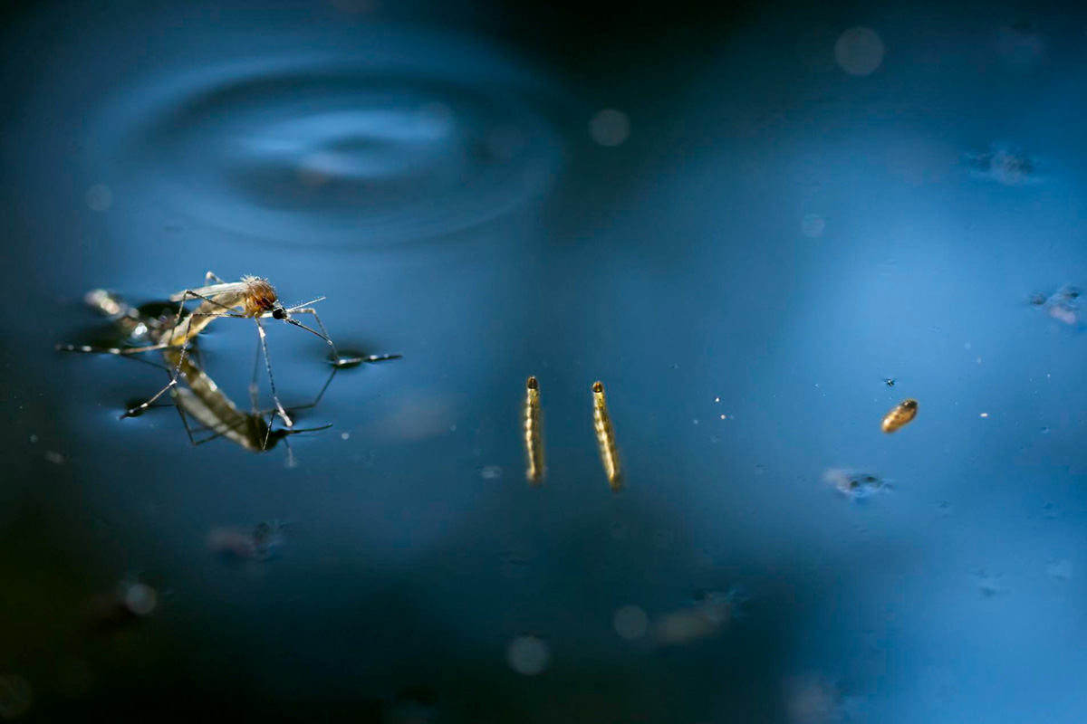 Getting Rid of Mosquitoes in Your Pool