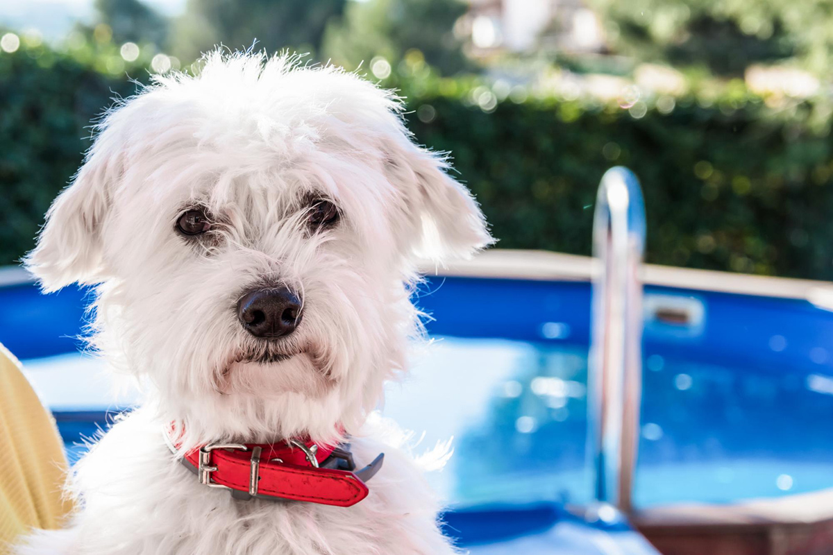 Tips to Keep Your Pet Safe Around Swimming Pool
