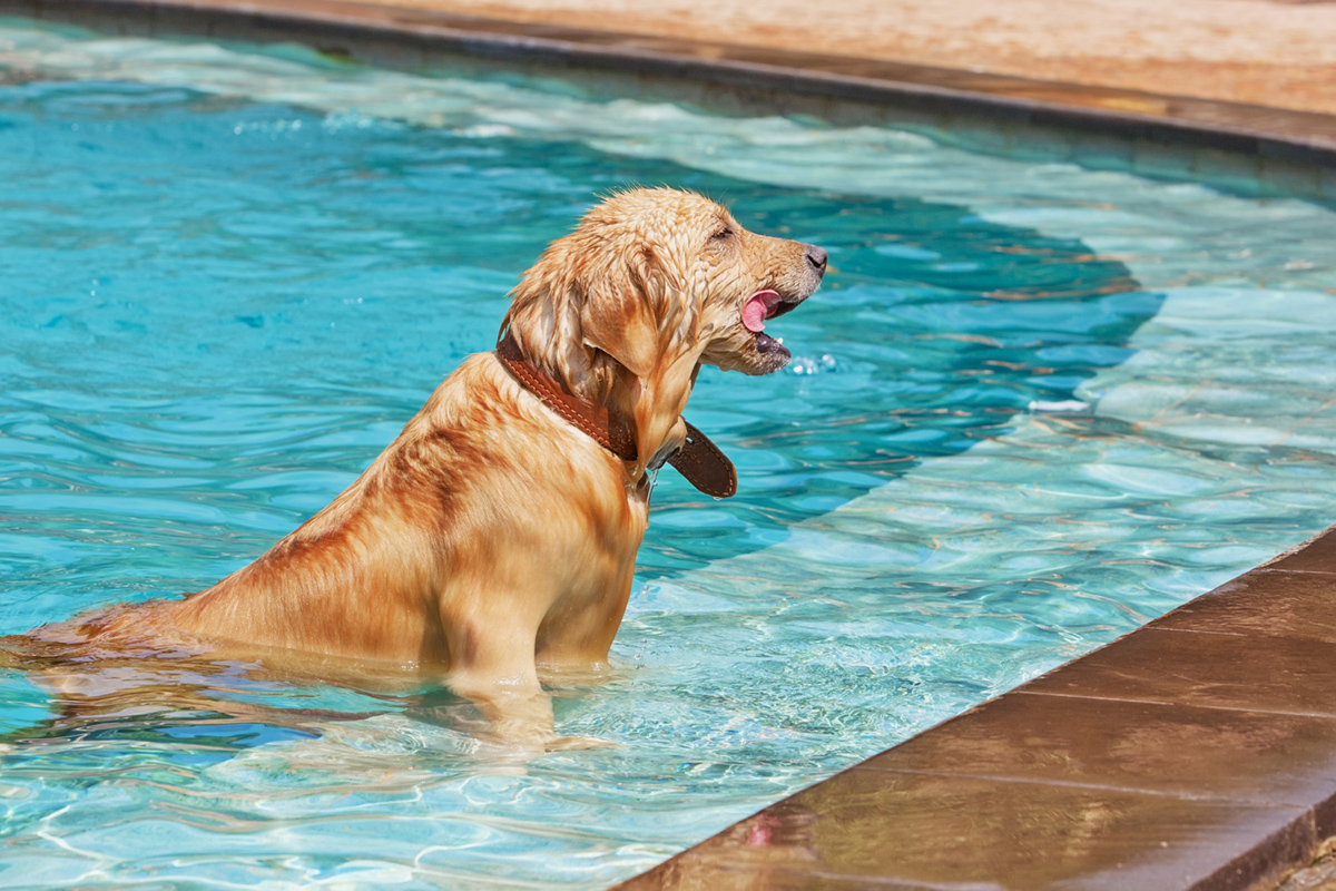 Maintaining the Cleanliness of Your Pool for Pet Swimming